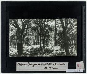 Chênes lièges à Moliets-et-Maa [reproduction d'une carte postale de l'éditeur Yvon]. - [entre 1920 et 1940].