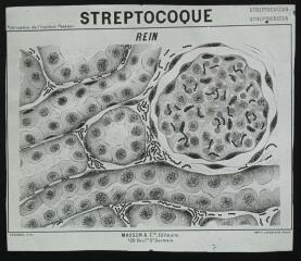 Bactériologie : publication de l'Institut Pasteur : streptocoque : rein. - [entre 1905 et 1925]. - Photographie