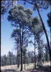 B 1541-1597. Environs de Melbourne, Whittlesea : espèces d'arbres, cours d'eau, forêts d'Eucalyptus.