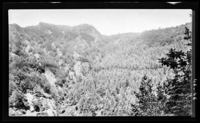 Plantations de mélèzes au-dessus du chemin au col d'Artigascou / photographie Ferre. - août 1946. - Photographie
