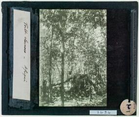 Forêt claire [ou clairière ?]. Afrique. - [entre 1880 et 1900].