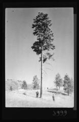 Canada : Kamloops (Colombie-Britannique) : pin ponderosa (pin jaune ou pin à bois lourd). - [années 1940-1950].