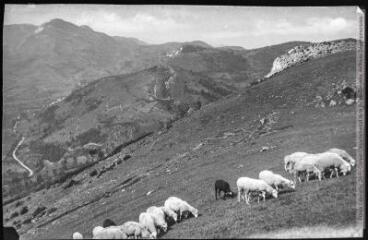 L'Ariège. 1510. Route de St-Paul [Saint-Paul-de-Jarrat] à Lavelanet : troupeau de moutons en montagne. - Toulouse : phototypie Labouche frères, [entre 1905 et 1937]. - Carte postale