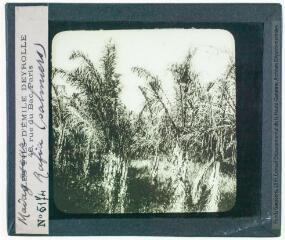 Madagascar : rafia [raphia] (palmiers) (7423), lagunes de la côte orientale (7424). - Projections des fils d'E. Deyrolle, [entre 1900 et 1920].