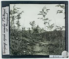 Recépage après incendie. Forêt de Rimont / cliché Rouzaud. - [entre 1920 et 1940].