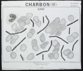 Bactériologie : publication de l'Institut Pasteur : charbon (IV) : sang. - [entre 1905 et 1925]. - Photographie