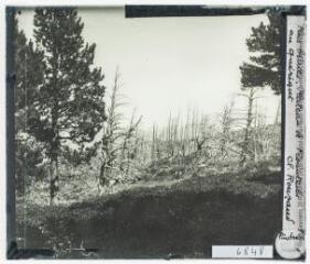 Pins brûlés. Plateau de Frounteils au Quérigut / cliché Rouzaud. - [entre 1920 et 1940].