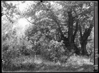 [Dordogne : forêt de Salignac-Eyvigues]. - 17 août 1935.
