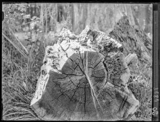 [Gros plan sur la section d'un tronc d'arbre] (voyage d'études en Yougoslavie avec la Silva Mediterranea). - 28 avril-14 mai 1934.