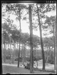 Forêt des Abatilles à Arcachon en Gironde. - 19-20 juin 1932.