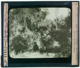 Madagascar : grand route : forêt de l'Est / projections Deyrolle. - [entre 1900 et 1920].