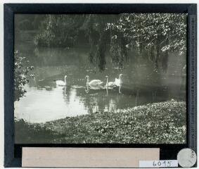 Parc des Quinconces de Luchon : les cygnes du plan d'eau / cliché Eugène Trutat. - [vers 1900 et 1910].