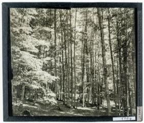 Forêt d'Iraty. - juin 1935.
