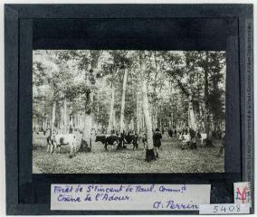 Forêt de Saint-Vincent-de-Paul communale. Chêne de l'Adour / cliché Perrin. - [entre 1920 et 1940].