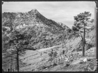 [Algérie : pins et versant de montagne arboré (après incendie ?)]. - 1948.