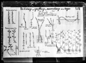 [Planche d'illustration botanique sur le bouturage, le greffage et le marcottage de la vigne, datée de 1917]. - [entre 1917 et 1940].