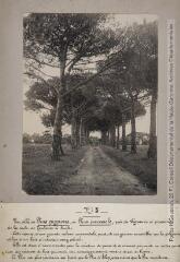 N° 3. Une allée de Pins pignons, ou Pins parasols, près de Léguevin à proximité de la route de Toulouse à Auch. - mai 1924.