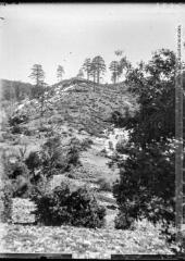 [Maroc : colline boisée de cèdres]. - [1919-1920].