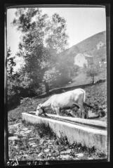 [Ariège ou Haute-Garonne ? Vache à l'abreuvoir]. - [années 1940-1950].