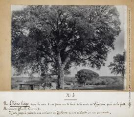 N° 4. Un Chêne liège dans la cour d'une ferme sur le bord de la route de Léguevin, près de la forêt de Bouconne (Haute-Garonne). - 17 avril 1924.
