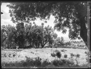 [Maroc : des hommes dans une oliveraie]. - 9 mai 1948.