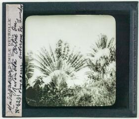 Madagascar : ravenala [ou ravinala] : arbre du voyageur (environs de Tamatave). - Projections Deyrolle, [entre 1900 et 1920].