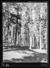 Forêt de Font-Romeu. - 23-30 octobre 1929.
