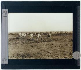 103. [Aux alentours de Kébili : travailleurs dans les champs]. - [fin octobre à décembre 1927].
