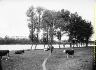 Troupeau de vaches dans un champ en bordure d'un cours d'eau. - [entre 1900 et 1920]. - Photographie