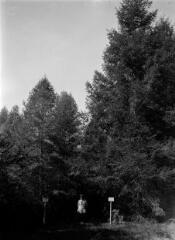 Douglas vert (à droite), douglas bleu (à gauche) plantés en 1914. - [entre 1940 et 1955]. - Photographie
