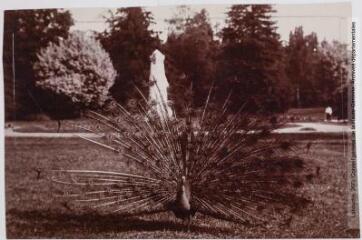 Tarbes : un paon dans le jardin Massey. - Toulouse : maison Labouche frères, [entre 1900 et 1920]. - Photographie