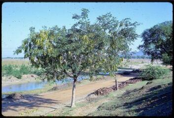 B 1008-1015. De Madras à Pondichéry (Tamil Nadu, Inde) : arbres remarquables, rivière, charrettes sur la route.