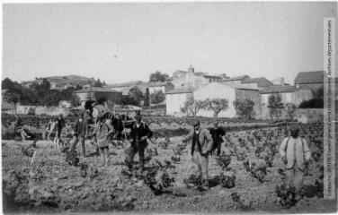 L'Aude. 734. Moux : le sulfatage des vignes / photographie Henri Jansou (1874-1966). - Toulouse : maison Labouche frères, [entre 1900 et 1940]. - Photographie