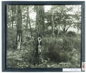 Forêt de Biscarosse : dispositif de récolte de la résine. - 19-20 juin 1932.