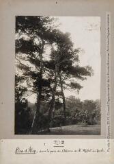 N° 2. Pins d'Alep dans le parc du château de Saint-Michel-du-Touch. - [vers 1920 et 1924] .
