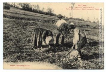 Le Tarn. 851. Environs de Lacaune : paysans ramassant les pommes de terre. - Toulouse : phototypie Labouche frères, [entre 1905 et 1937]. - Carte postale