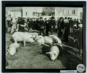 Foix : [marché aux cochons] / [cliché François Gadrat ?]. - [entre 1900 et 1920].