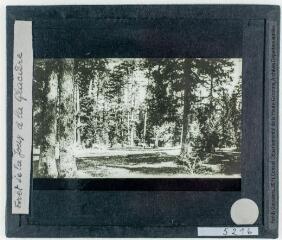 Excursion en Franche-Comté. 1175. De Mouchard à Pontarlier. Forêt de la Joux à la Glacière [reproduction d'une carte postale]. - [entre 1900 et 1940].