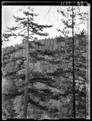 [Bosnie ou Slovénie : forêt de résineux] (voyage d'études en Yougoslavie avec la Silva Mediterranea). - 28 avril-14 mai 1934.