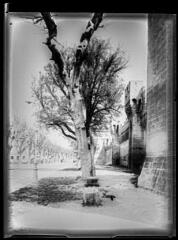 [Avignon : rangée d'arbres sur la place, près des remparts]. - mars-avril 1936.