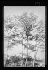 Vietnam : forêt de Dalat : pins à trois feuilles. - [années 1940-1950].