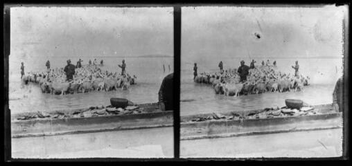 104. Cercle Niafunké. Lac Dehbo [Débo]. Entrée du marigot Diaka. Pirogue chargée de poissons secs destinés à être transportés au marché des villes. Au-delà un troupeau. - Juillet 1923