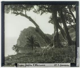Corfou : jardins d'Alcinoüs / cliché Charles Gaussen. - [entre 1911 et 1913 ?].
