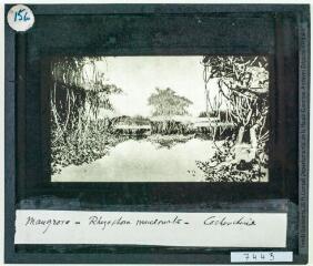 Mangrove : Rhizophora mucronata : Cochinchine. - [entre 1900 et 1920].