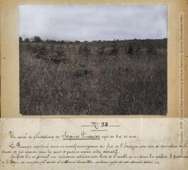 1 vue N° 23. Un carré de plantations de Sapins Pinsapos âgés de 8 à 10 ans. Cardeilhac. - mai 1924.