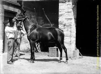 2 vues - Un homme et son cheval. - [entre 1900 et 1920]. - 2 photographies (ouvre la visionneuse)
