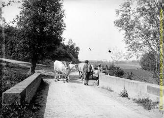1 vue - Un homme marchant près d\'un troupeau de bovins. - [entre 1900 et 1920]. - Photographie (ouvre la visionneuse)