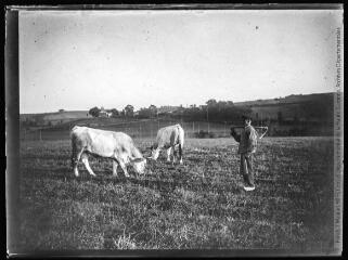 1 vue  - Paysan et ses vaches au pacage à Jouan Nadaou. - [entre 1901 et 1909]. - Photographie (ouvre la visionneuse)