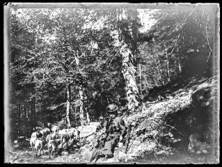 1 vue  - Dans une forêt : portrait de Rose Mauran. En arrière-plan, troupeau de moutons.. - 1906. - Photographie (ouvre la visionneuse)