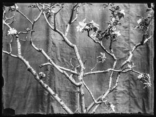 1 vue  - Branches d\'arbre en fleur. - [entre 1890 et 1920]. - Photographie (ouvre la visionneuse)